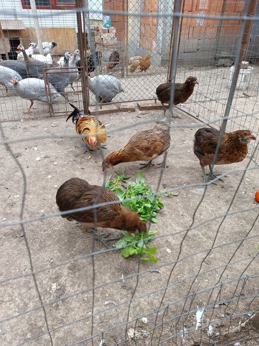 Puicuțe araucana
