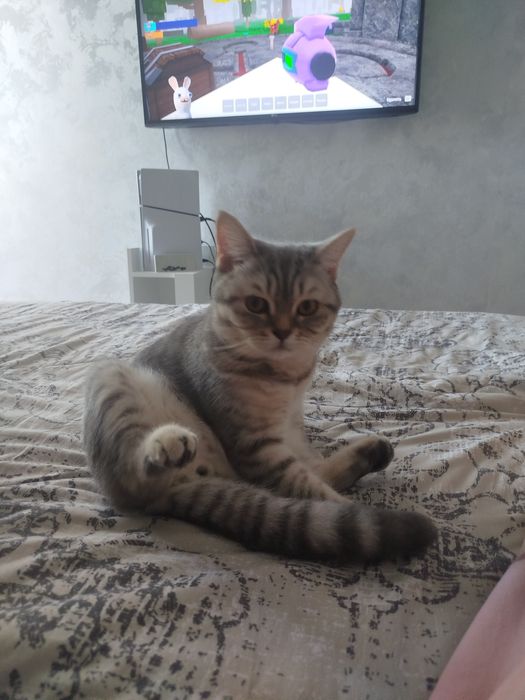 Отдам кота в хорошие руки