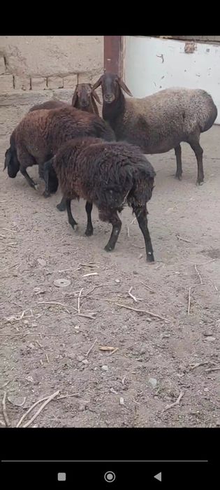 Ena bols xisori quylar sotiladi srochna