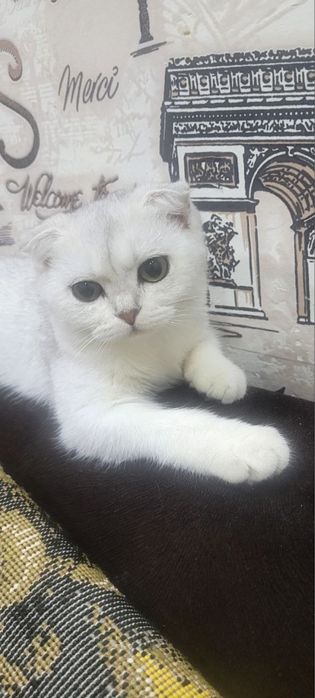 Mushukcha sotiladi. Oppoq tozza