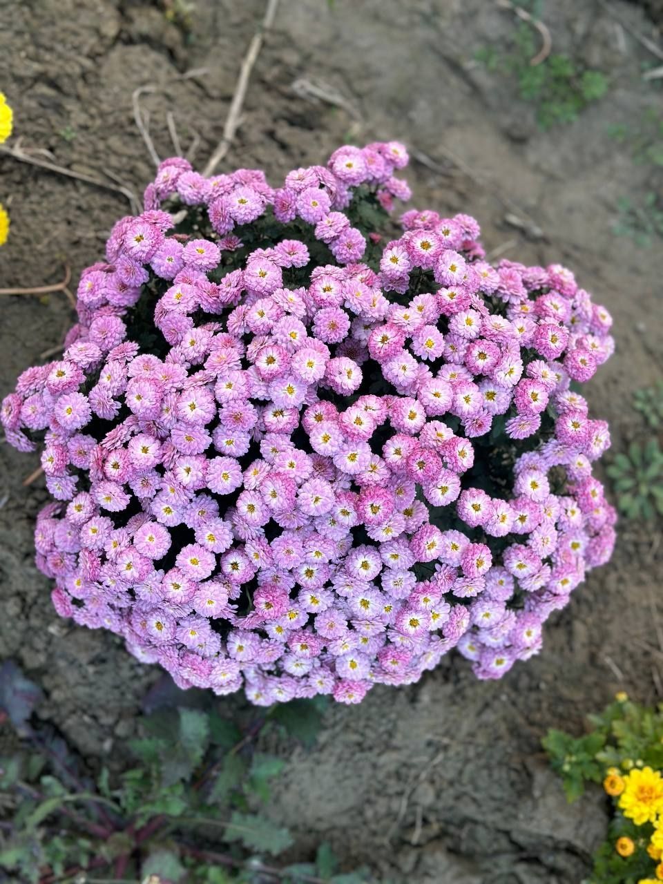 Xrizantema, globus gullar