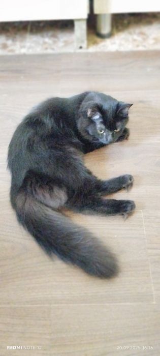 продам Йоркская шоколадная кошку