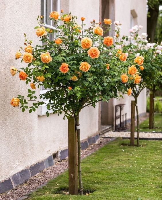 Trandafiri Pomișor (Diferite Culori Și Nuanțe)