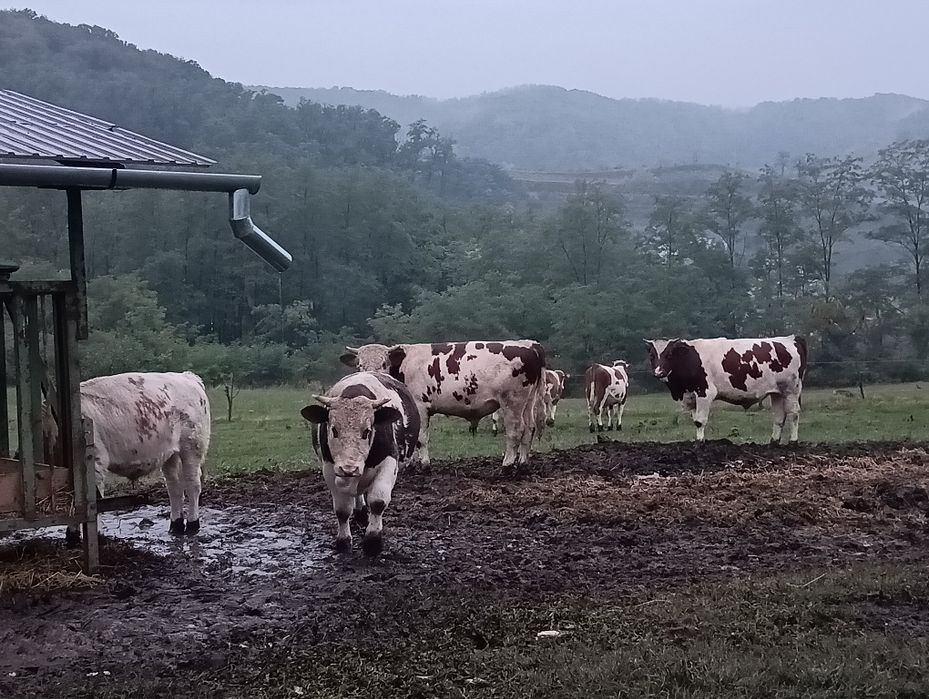 Vitei de care la vânzare