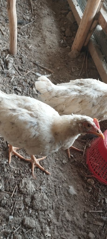 Xoʻrozlar sotiladi zoʻr semetiske zot