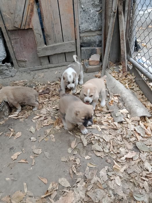 Ұрғашы күшіктер сатылады