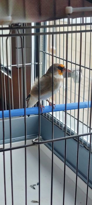 Норчи 2 йиллик сотилади