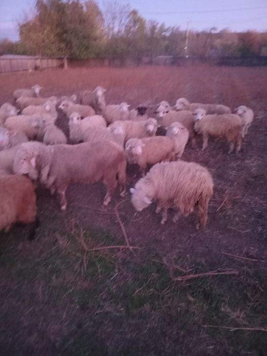 Vand carlani si berbeci