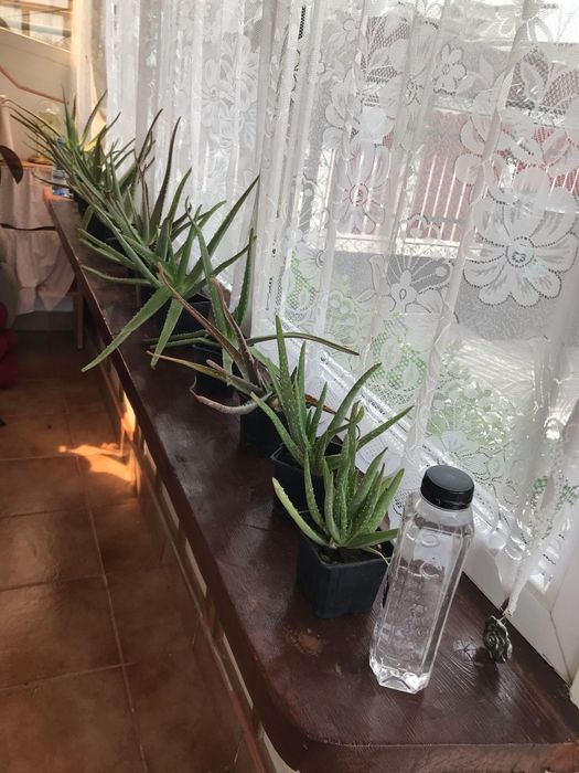 Vand Aloe Vera diferite dimensiuni