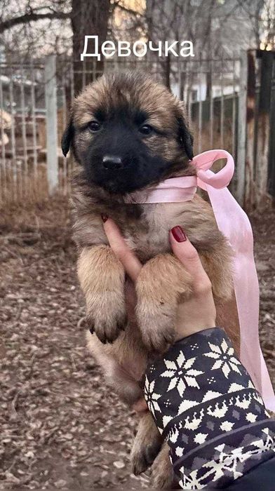 Милые карапузы ищут дом