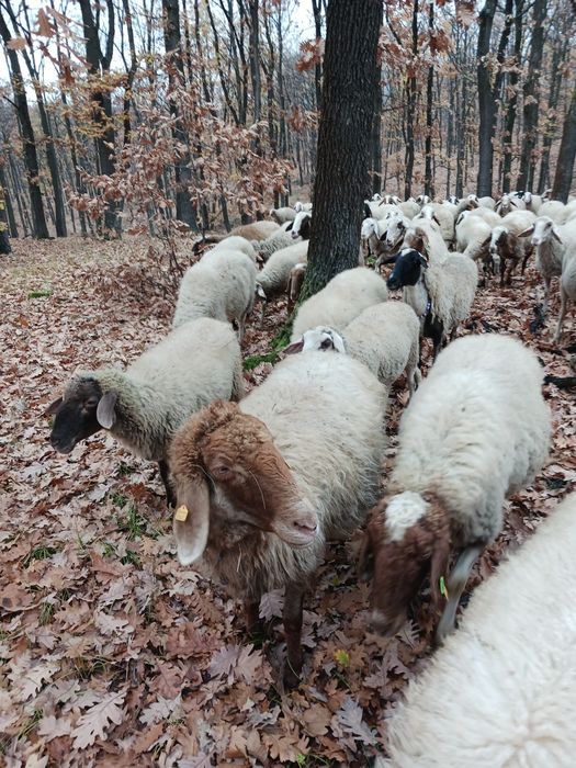 Продавам овце Аваси и Асаф