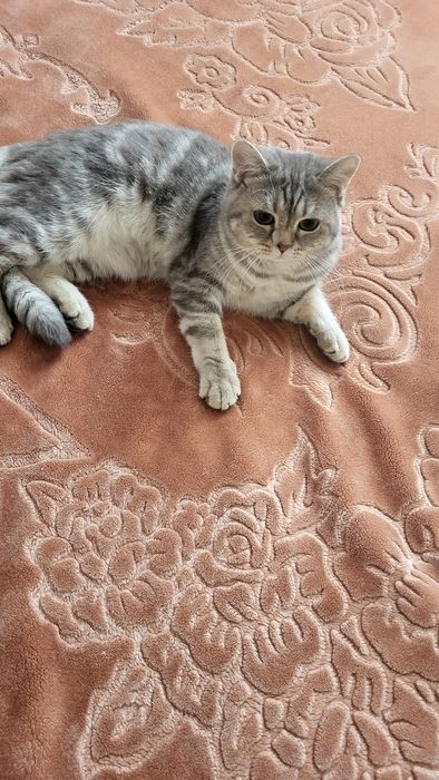 British shorthair