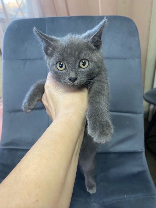 Ищу старых или новых хозяев котенку