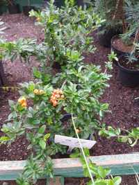 Arbust Pyracanta Orange
