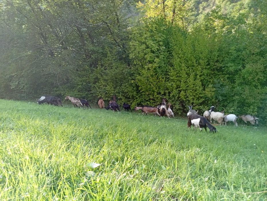 Vând capre cu lapte