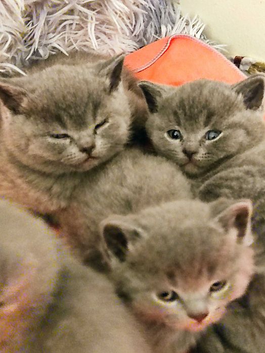 Британски котенца