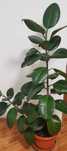 Ficus in ghiveci