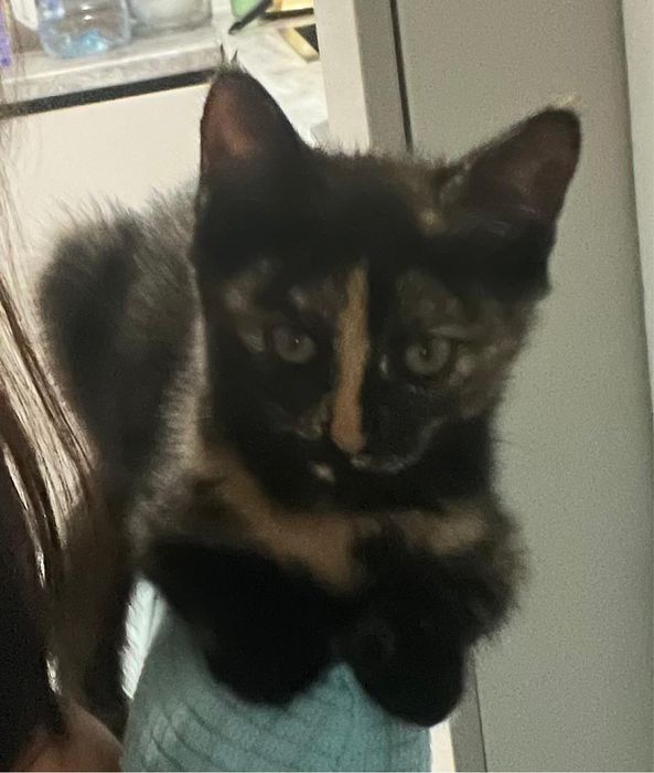 Котенок на половину породистый