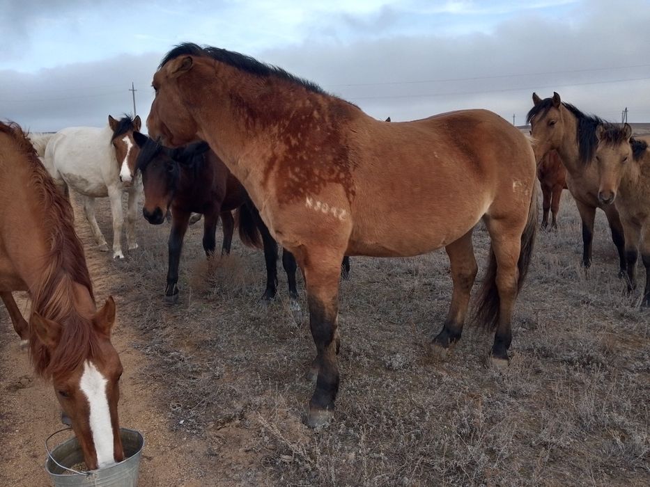 Продаётся айгыр мугалжар