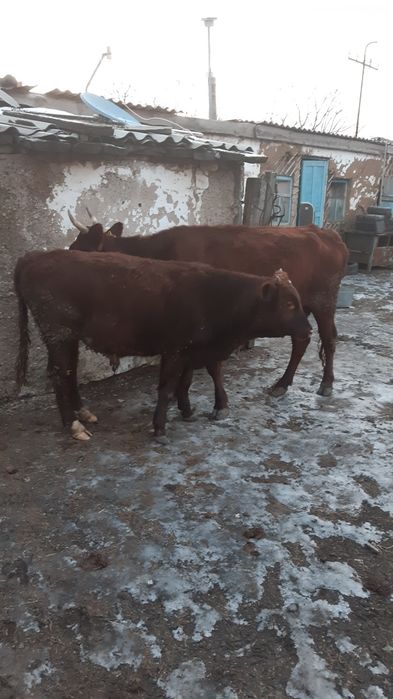 Продам подсосного бычка.