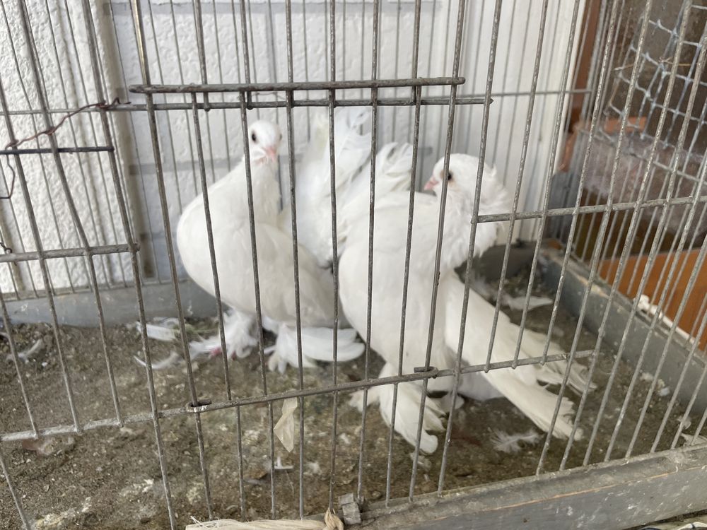 Pavlin Голубь  Павлин