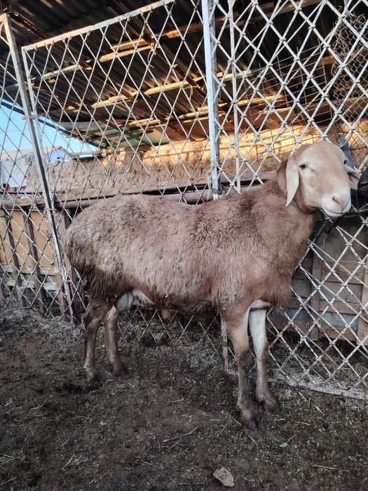 Кочкорлар арашан хусор