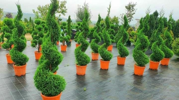 Plante ornamentale aclimatizate