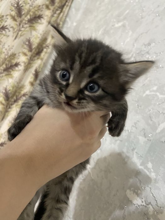 Отдам котят бесплатно в хорошие руки