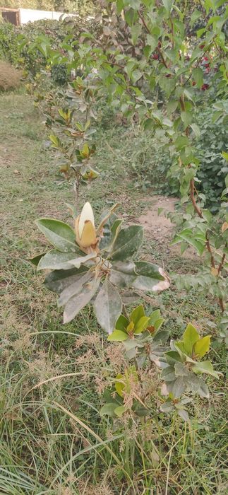 Тозза Италиянскй магнолия сотилади