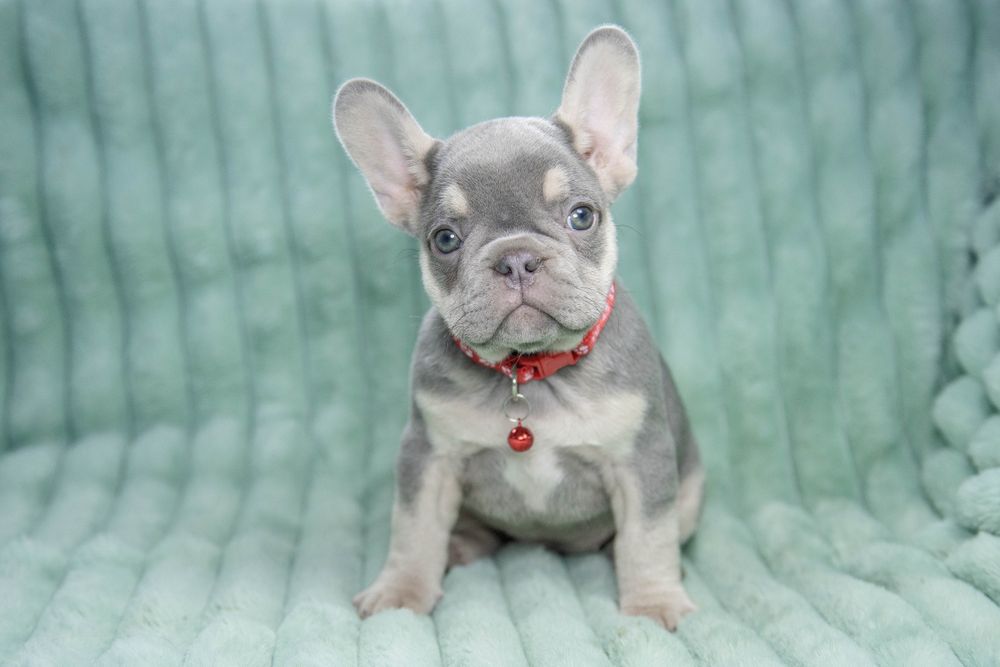 bulldog francez lilac tan