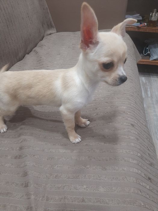 Чихуахуа мини момченце