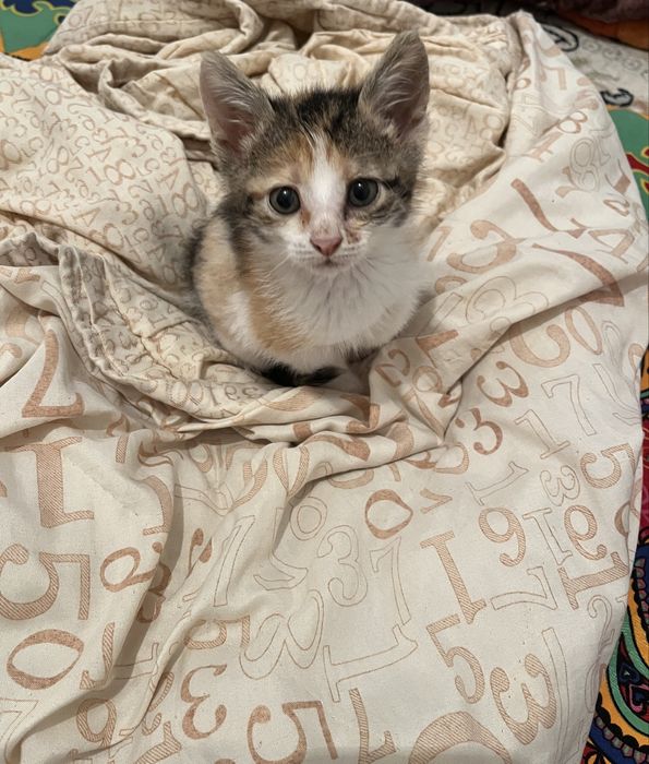 Милый триколорный котёнок, отдам в хорошие руки.