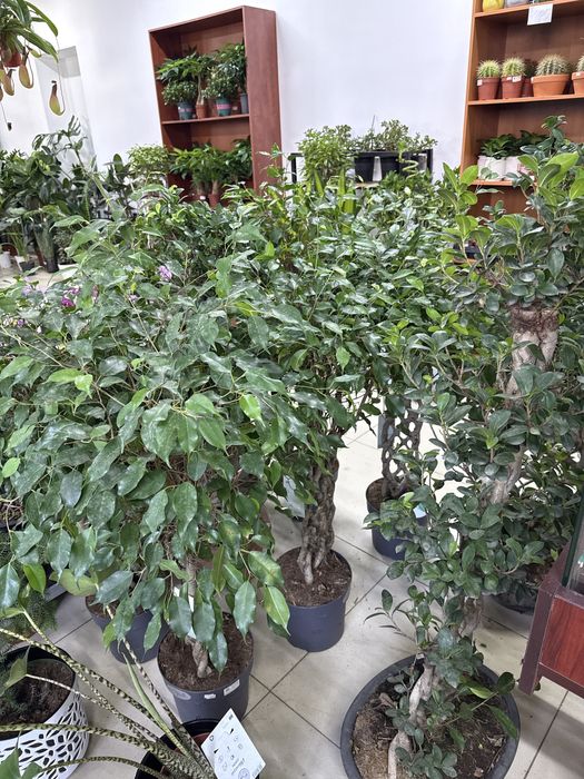 Комнатные растения - озеленение