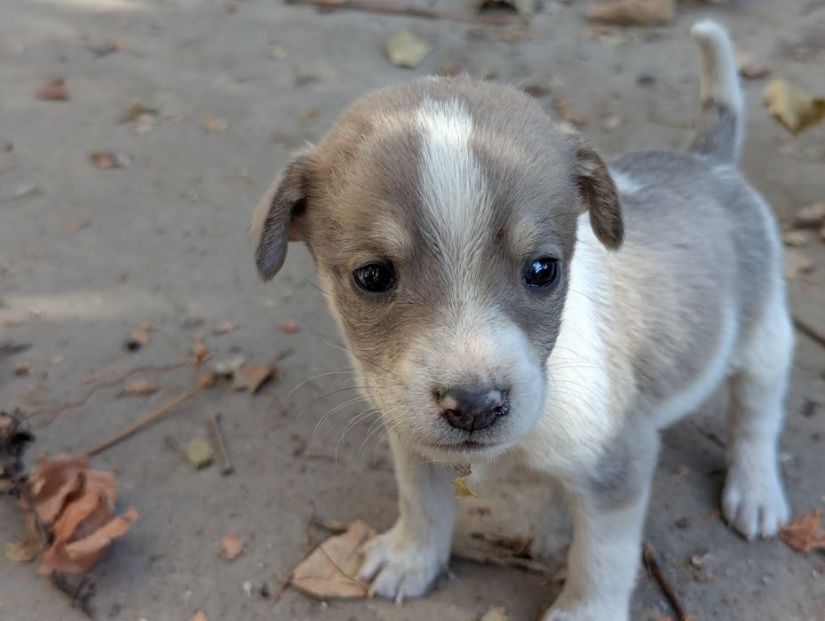 Отдам щенят русская спаниель