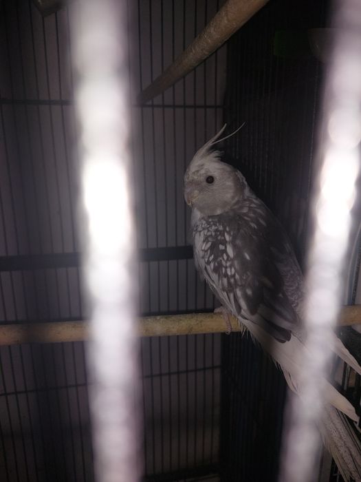 Vand Ninfe diferite culori