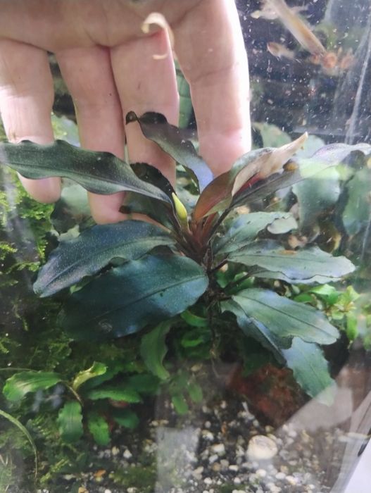 Plante de ornament acvariu bucephalandra