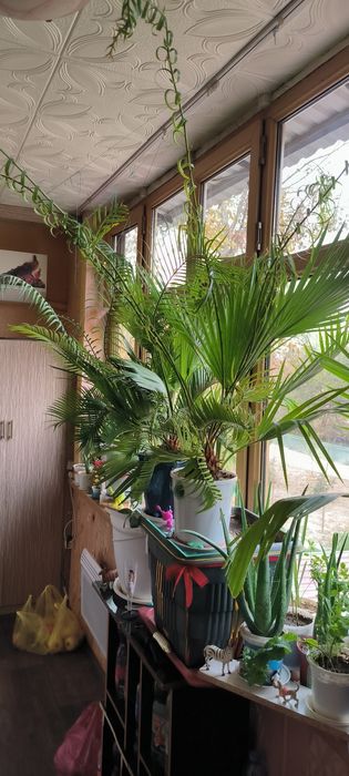 Цветы Пальмы различные растения