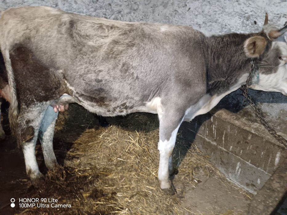 Vând  jurincă cu  vitel