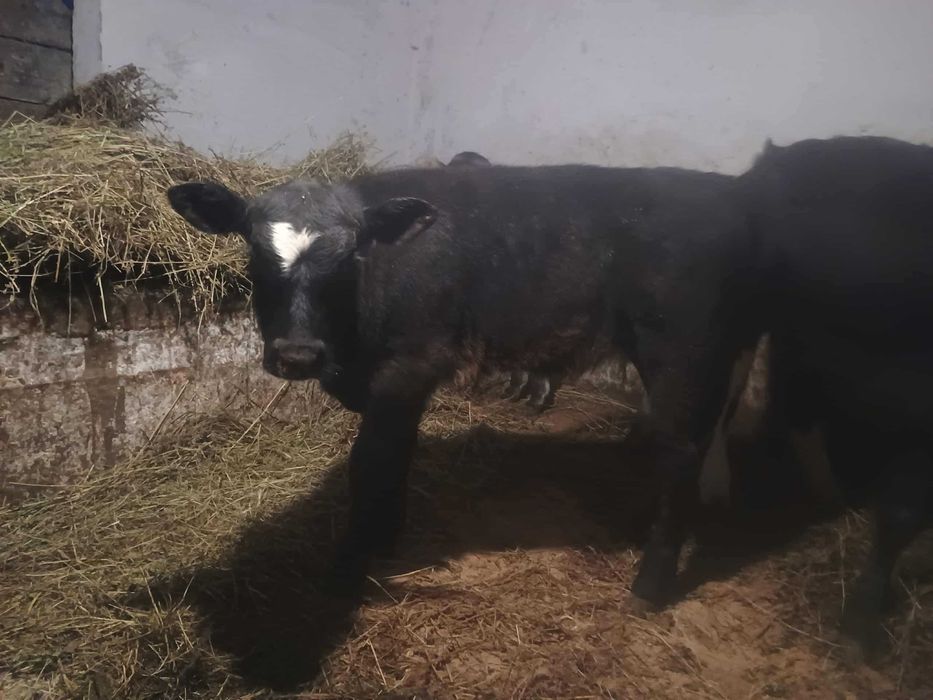 Vând vițele întarcate 7 luni