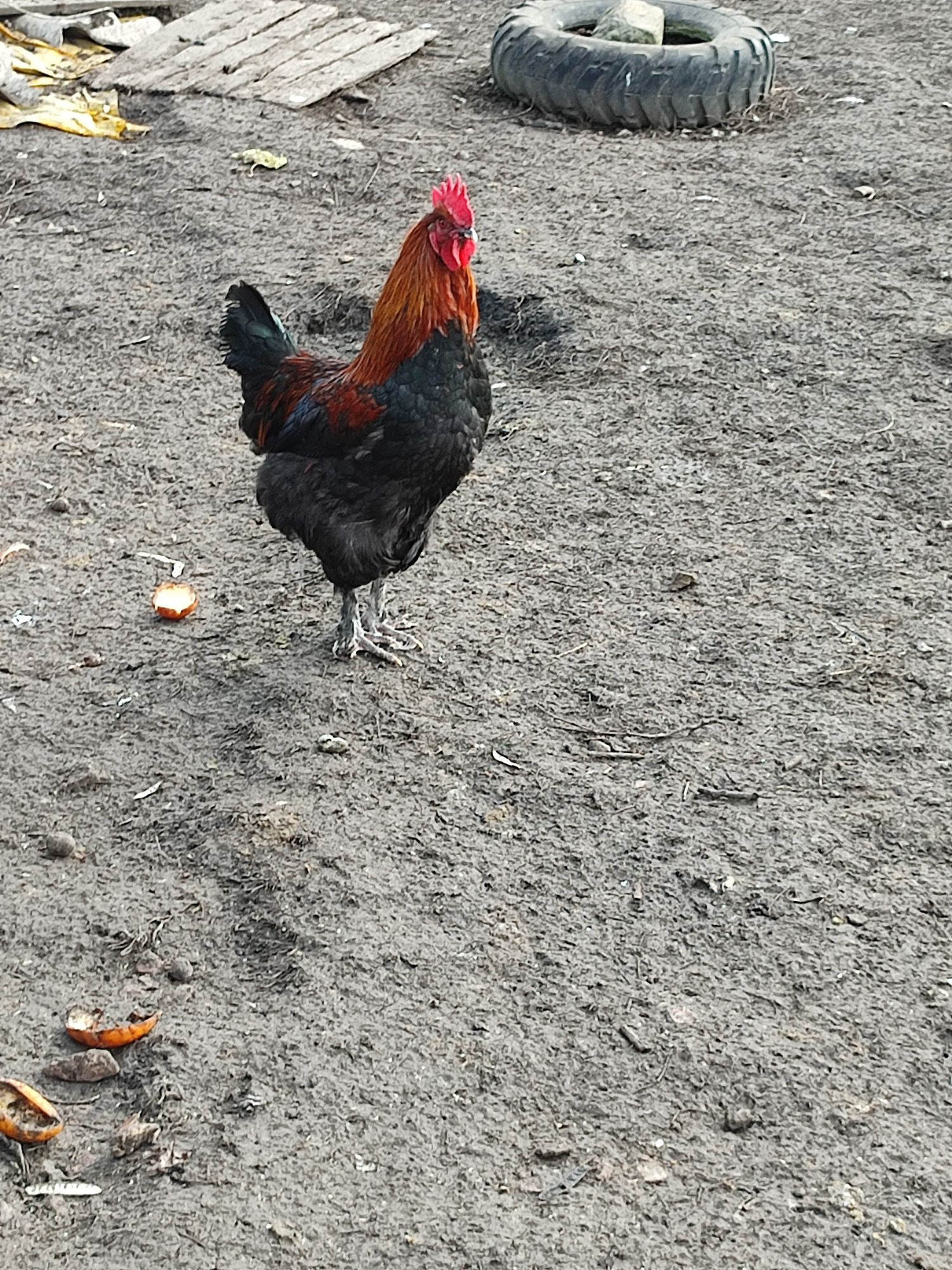 Ouă găini Marans