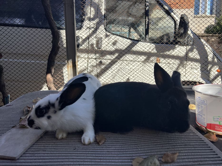 Зайци за проданн