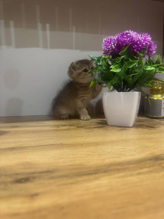 Скотиш страйт золотая шиншила девочка