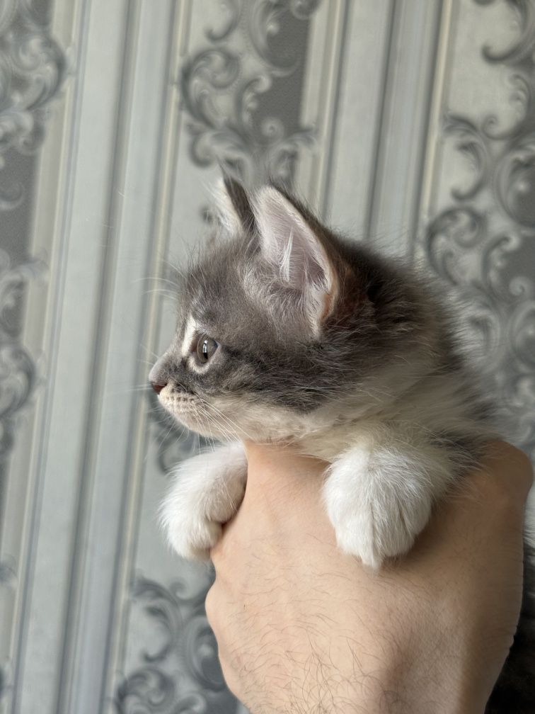 Турк ангорки котики mushukchalar turk angora