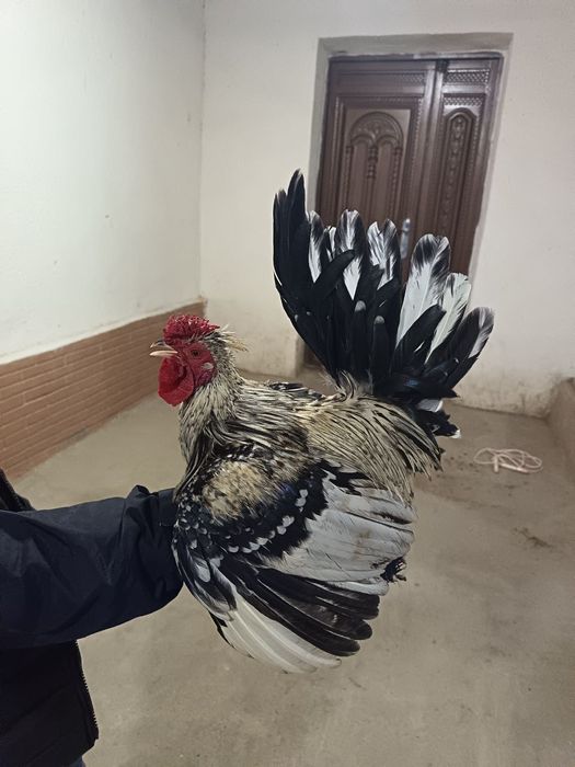 Yapon xorozla sotiladi