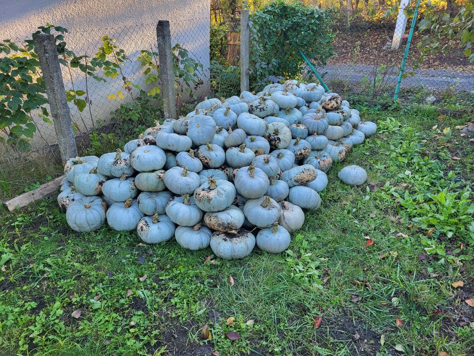 Vand dovleac de copt