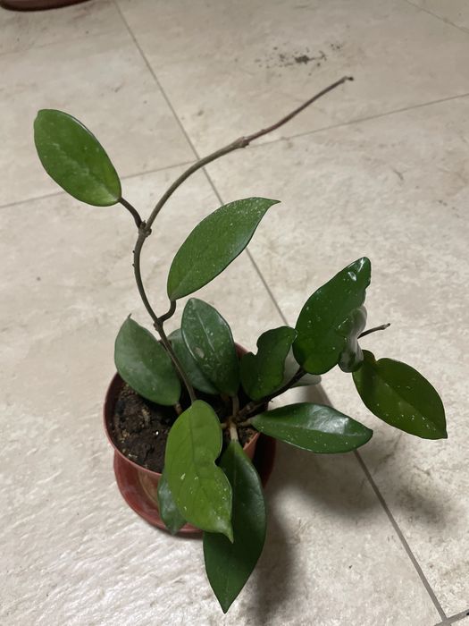 Разные домашние растения