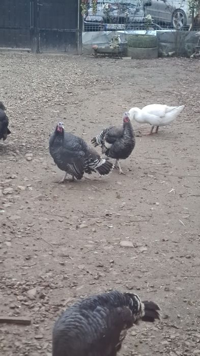 De vânzare curci și gâște