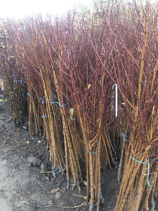 Овощен посадъчен материал