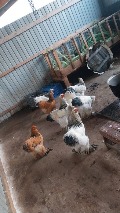 4 cocoși Brahma de vânzare