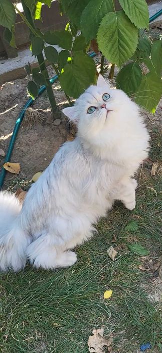 British longhair silver cu ochii verzi pedigree felisa autorizata